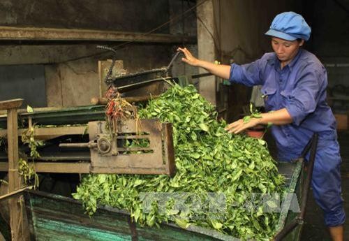 越南力争实现茶叶出口额2.5亿美元的目标