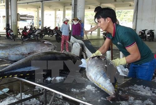 今年前8月越南水产捕捞产量增加