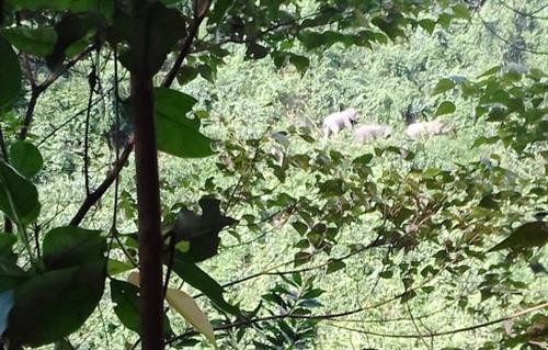 Thành lập Khu bảo tồn loài và sinh cảnh voi tại Quảng Nam