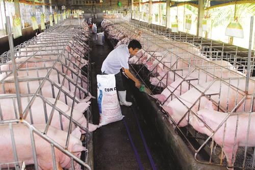 Quy trình thực hành tốt cho chăn nuôi lợn an toàn