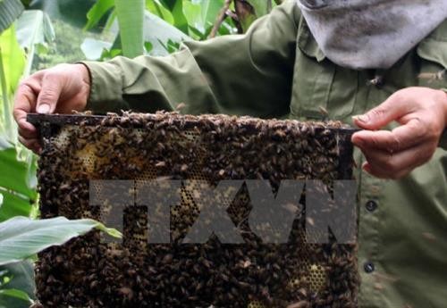 Đắk Lắk nâng cao năng suất, chất lượng mật ong
