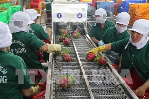 越南蔬果销往世界40个国家和地区市场