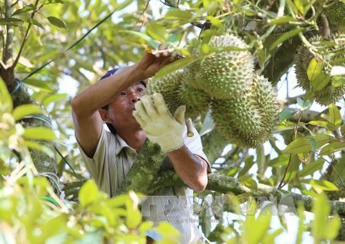 Đắk Lắk phát triển các loại cây ăn quả có giá trị kinh tế cao