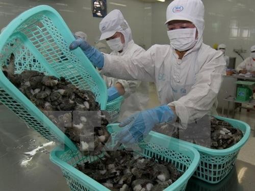 越南对欧盟的虾类出口前景乐观