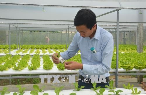 Anh Nguyễn Quốc Phong làm giàu bằng hệ thống trồng rau thủy canh hồi lưu