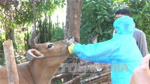 越南国产口蹄疫疫苗将于2018年第二季度上市