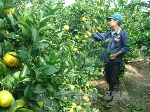 Hưng Yên hình thành vùng trồng cam theo tiêu chuẩn VietGap