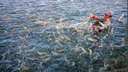 越南发布2025年前虾类产业发展国家行动计划