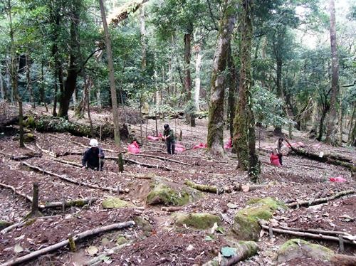 Kon Tum cho thuê rừng kết hợp trồng sâm Ngọc Linh
