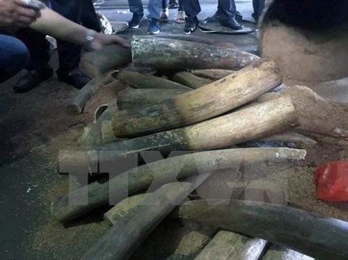 河内内排国际机场海关查获3公斤非洲象牙