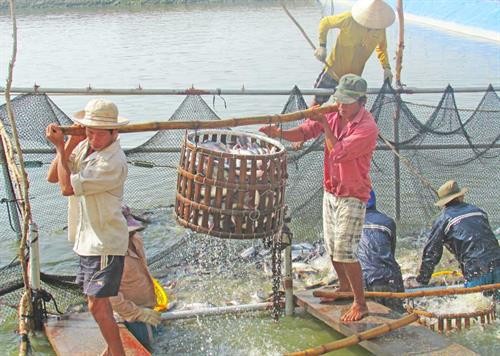 Hơn 630 ha lúa vùng Đồng Tháp Mười chuyển sang nuôi cá
