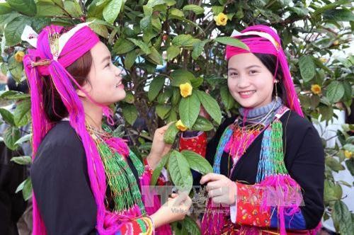 Hội trà hoa vàng ở huyện Ba Chẽ quảng bá, tôn vinh cây dược liệu quý