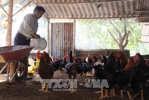 Người Cẩm Mỹ thu nhập cao nhờ nuôi gà trống thiến phục vụ thị trường Tết