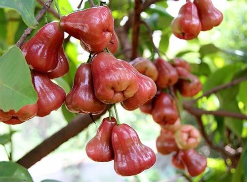 Kỹ thuật trồng cây roi đỏ Thái Lan cho nhiều quả