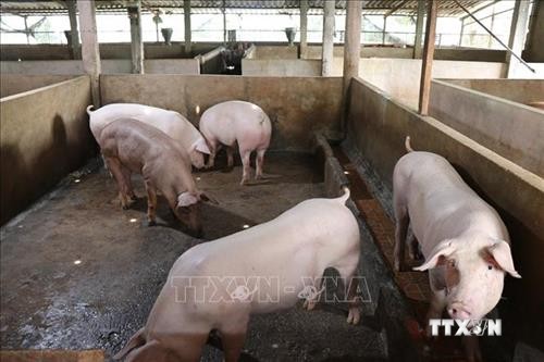 Bàn giải pháp bình ổn thị trường chăn nuôi lợn