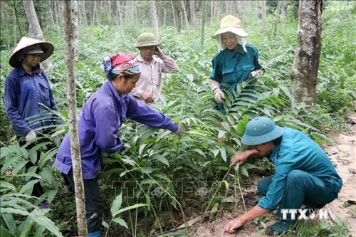 Hiệu quả mô hình trồng rừng kết hợp chăn nuôi ở huyện miền núi Phong Thổ