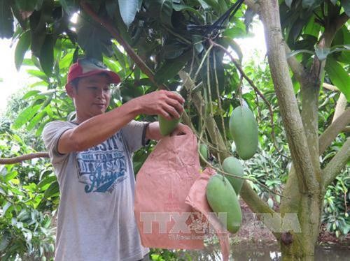 Hiệu quả từ thâm canh vườn cây ăn trái ở An Giang