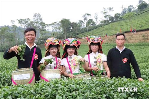 Công bố nhãn hiệu chứng nhận chè Phổng Lái, khoai sọ Thuận Châu