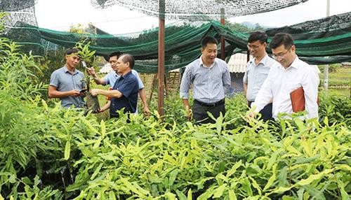 Hỗ trợ 1.000 cây mắc-ca giống cho huyện Nậm Pồ