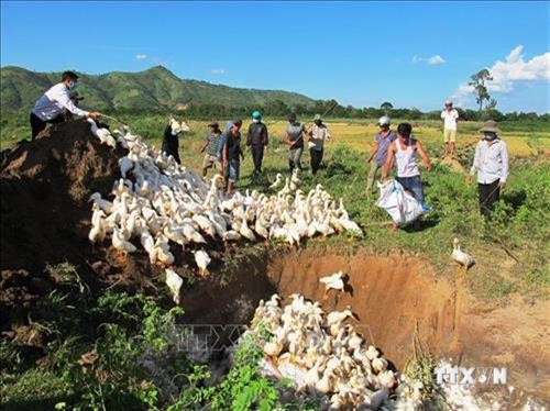 Đắk Lắk tiêu hủy 2.500 con vịt bị cúm A/H5N6