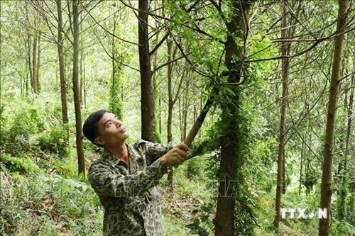 Thái Nguyên điều chỉnh rừng phòng hộ đầu nguồn ít xung yếu sang phát triển rừng sản xuất