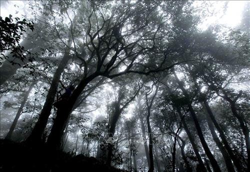 Vẻ đẹp hùng vĩ của rừng Tả Liên Sơn