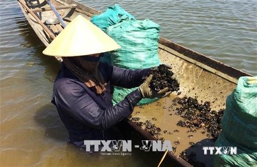 Thừa Thiên - Huế khai thác thế mạnh về nuôi trồng và đánh bắt thủy, hải sản