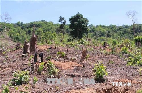 Độ che phủ rừng ở Đắk Lắk giảm