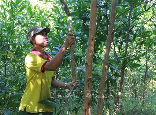 Trồng rừng giúp đồng bào vùng cao Ea Trang thoát nghèo