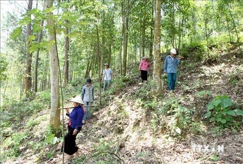Hiệu quả công tác bảo vệ và phát triển rừng ở Than Uyên