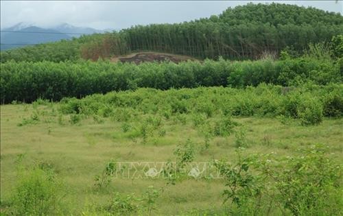 Khánh Hòa xây dựng nông thôn mới từ phát triển các loại cây chủ lực