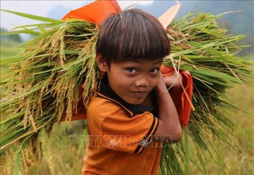 Quảng Bình: Mùa vàng trên cánh đồng lúa Rục Làn