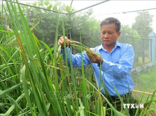 Nông dân Đồng Tháp với đam mê sáng tạo lúa giống đặc sản