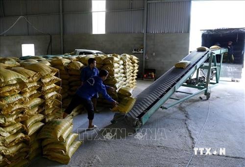Bộ Công Thương chuyển hướng để xuất khẩu gạo vươn xa