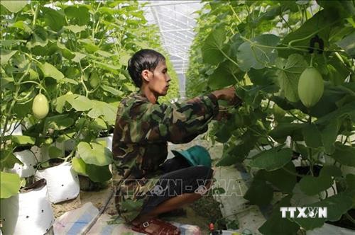 Thừa Thiên - Huế nhân rộng mô hình ứng dụng công nghệ cao vào nông nghiệp