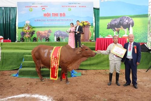 Hội thi bò xã Minh Châu năm 2018
