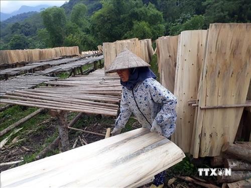Trồng rừng gắn với chế biến lâm sản giúp người dân huyện miền núi Như Xuân giảm nghèo