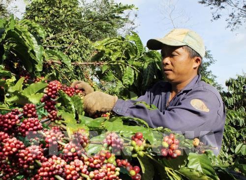 Chế biến tinh cà phê ở Đắk Lắk vẫn còn nhiều hạn chế