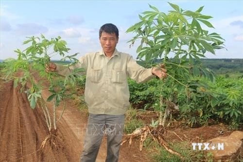 Bệnh khảm lá sắn “hoành hành” trên 1.000 ha ở Bình Phước