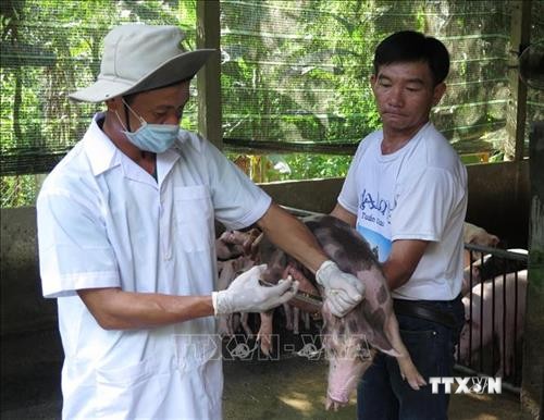 Quảng Trị công bố dịch lở mồm long móng tại huyện Hướng Hóa