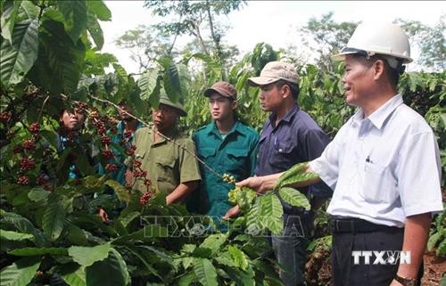 Phát triển kinh tế trang trại ở Đắk Lắk gặp nhiều khó khăn