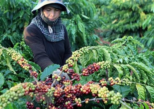 Tây Nguyên có nhiều giống cà phê vối chất lượng cao, thích ứng biến đổi khí hậu