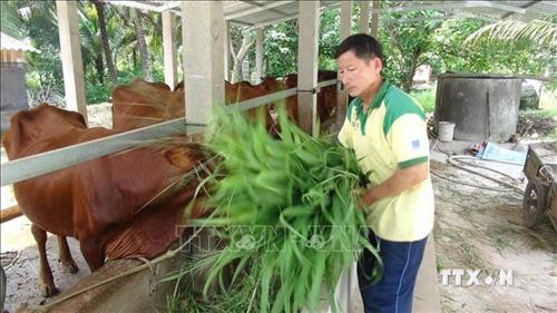 Ông Huỳnh Văn Đẹt cho các hộ nghèo mượn bò giống để phát triển kinh tế gia đình