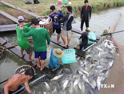Ứng dụng công nghệ nuôi cá tra chất lượng cao ở Đồng bằng sông Cửu Long