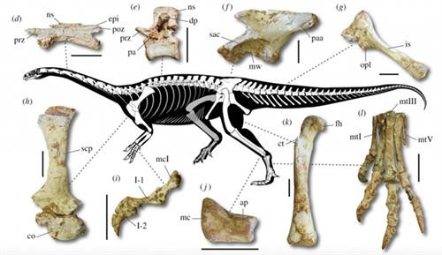 Brazil phát hiện hóa thạch khủng long cổ dài lâu đời nhất thế giới