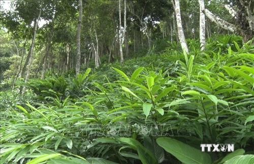 Sơn La khuyến khích doanh nghiệp đầu tư phát triển kinh tế rừng 
