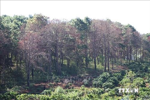 Gia Lai thúc đẩy tham gia của cộng đồng trong quản lý và bảo vệ rừng