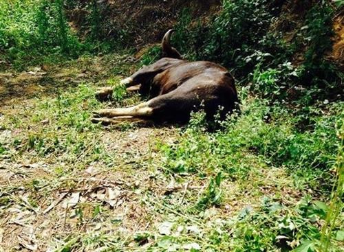 Truy tìm nguyên nhân bò tót hoang dã chết trong Khu Bảo tồn thiên nhiên văn hóa Đồng Nai