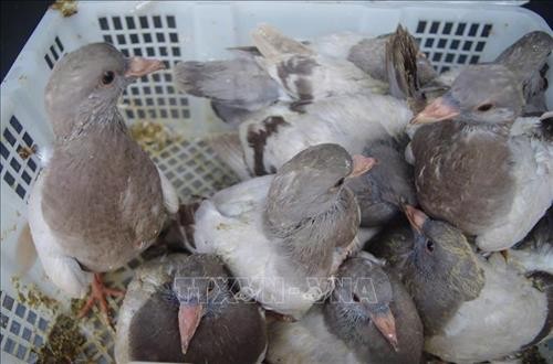 Quảng Ninh bắt giữ vụ vận chuyển trên 2.000 con chim bồ câu nhập lậu