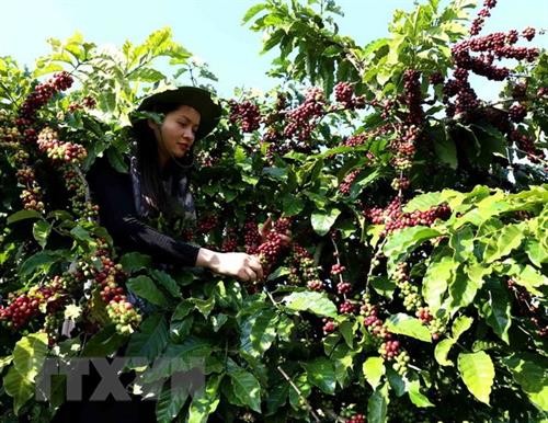 2018年越南咖啡出口量可达170万吨 创汇35亿美元